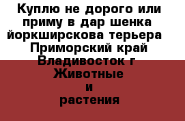 Куплю не дорого или приму в дар шенка  йоркширскова терьера. - Приморский край, Владивосток г. Животные и растения » Собаки   . Приморский край,Владивосток г.